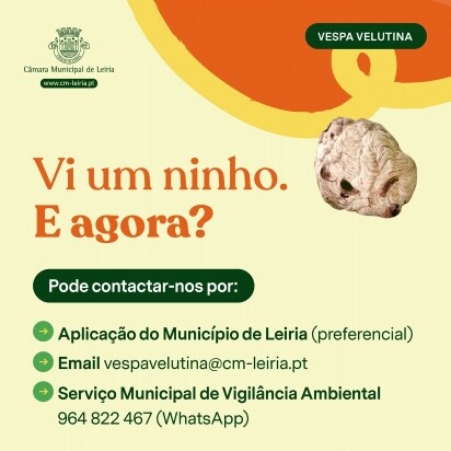 Imagem Vespa velutina